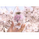 MARUMO TAKAGI - Verres Magiques - Printemps Cerisiers en fleurs (sakura)